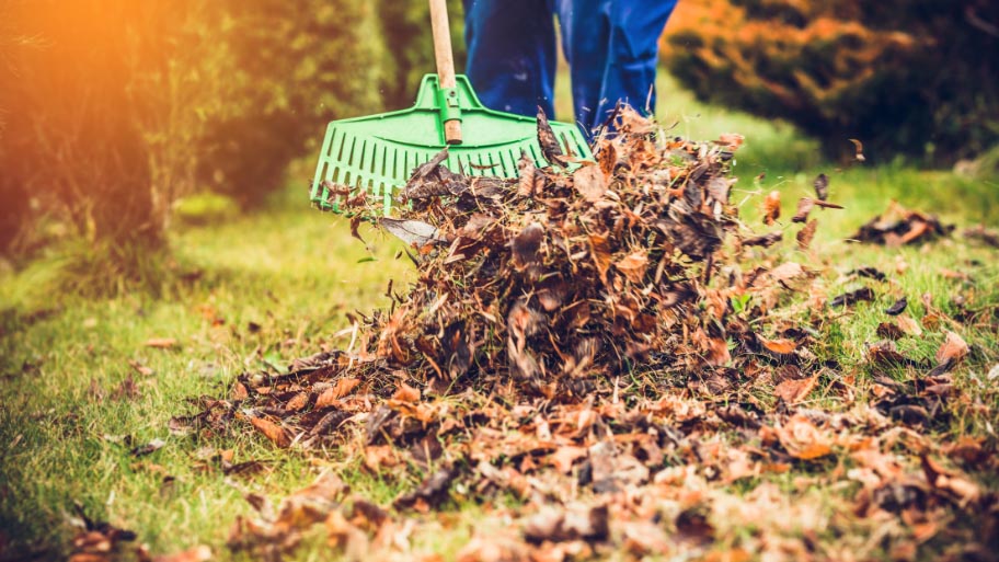 Lawn Clean Up