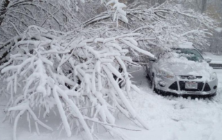 Winter Pruning