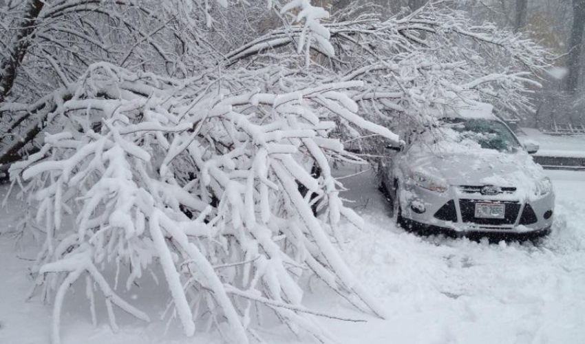 Winter Pruning