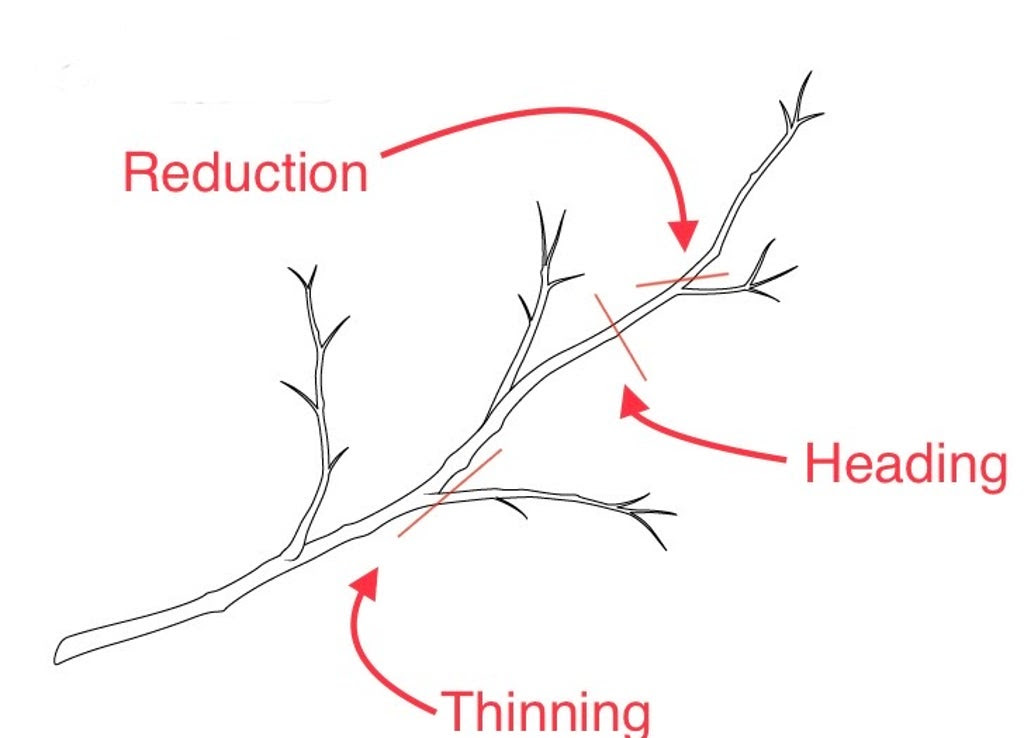 Pruning Techniques